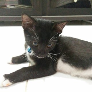 Mohd Boy - Tuxedo + Domestic Short Hair Cat