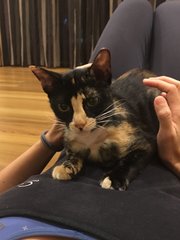 Frieda (Now Cici) - Domestic Short Hair Cat