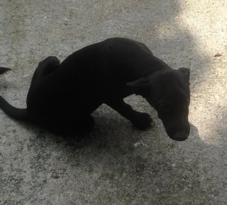 Blacky - Mixed Breed Dog