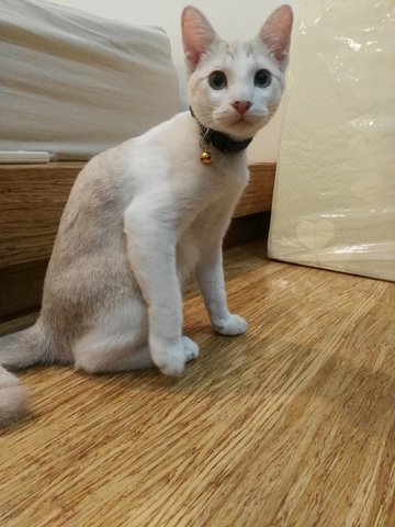 Bai Bai - Domestic Short Hair Cat