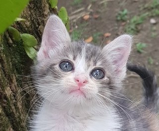 Emiko @ &quot;Beautiful Blessing Child&quot; - Dilute Calico + Domestic Medium Hair Cat