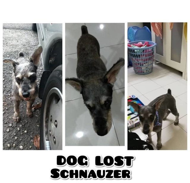 Lucky - Schnauzer Dog