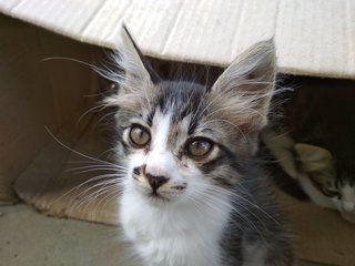 Mum + Kitten - Domestic Medium Hair Cat