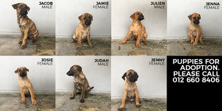 Judah - Mixed Breed Dog