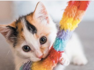 Rainbow  - Domestic Short Hair + Calico Cat