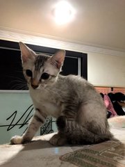 Tsum Tsum  - Domestic Medium Hair Cat