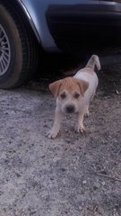 2 Male Puppies(Jawi) - Mixed Breed Dog