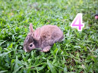 Puffball - Angora Rabbit + Lionhead Rabbit