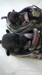 Sleeping In A Shoe