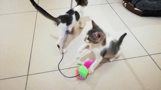 Sibling Kitten - Domestic Short Hair Cat