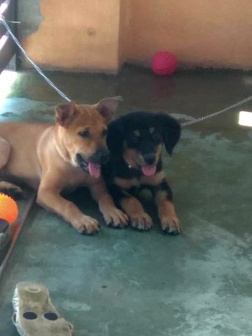 Itam &amp; Uno - Mixed Breed Dog