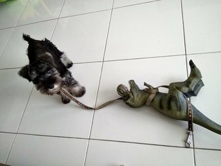 Tied up with her favorite toy. Hahaha!