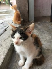 Kitten 3 - Domestic Short Hair Cat