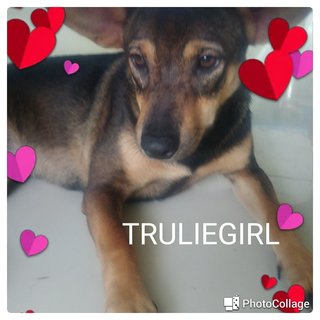 Truliegirl - Mixed Breed Dog