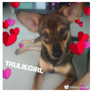 Truliegirl - Mixed Breed Dog