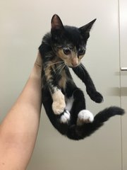 Female, very shy and affectionate