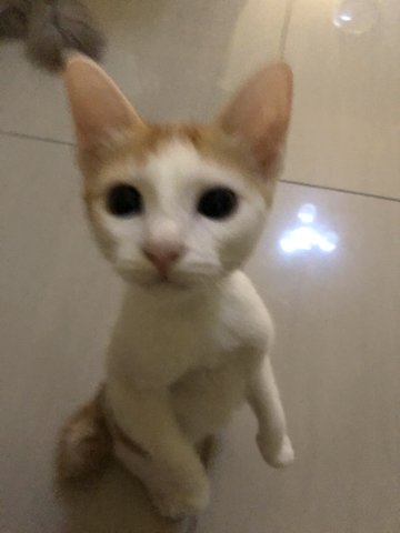 Frodo - Domestic Short Hair Cat