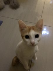 Frodo - Domestic Short Hair Cat
