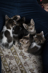 Mia &amp; The Alphabet Kittens - Domestic Short Hair Cat