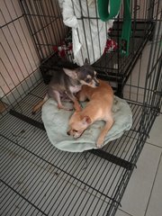 Penny Chihuahua - Chihuahua Dog
