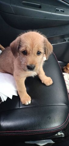 Terrier Mix Puppies - Mixed Breed Dog