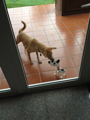 Teh O - Mixed Breed Dog