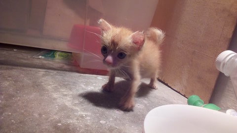 Ginger Kitty - Tabby Cat