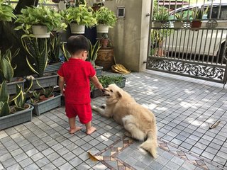 Kobi - Golden Retriever Mix Dog