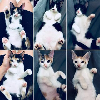 Four Musketeers! - Calico + Tuxedo Cat