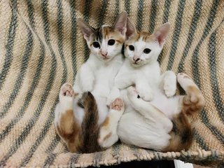 Duo calm girls.. Calmest of the litter and very manja. Loves to be cuddled and rubbed