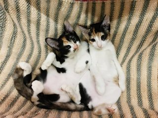 Curious and affectionate girls... Both loves their rub and are very manja