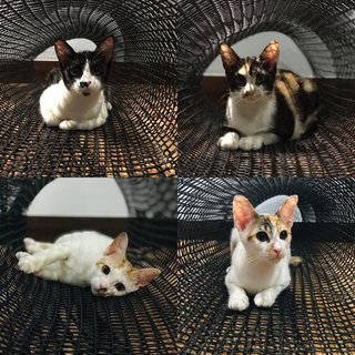 Four Musketeers! - Calico + Tuxedo Cat