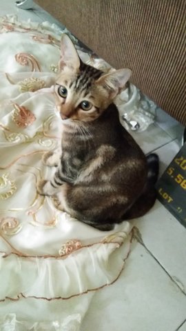 Ciko &amp; Cika - Bengal + Domestic Medium Hair Cat