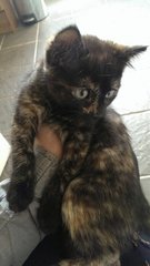 Momoka  - Domestic Short Hair + Calico Cat