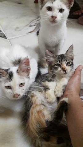 Very Cute And Friendly Kittens - Domestic Medium Hair Cat