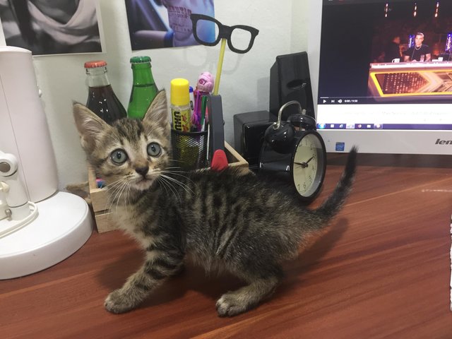 Cute Kittens Looking For New Home - Domestic Short Hair + Tabby Cat