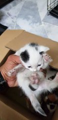 Kittens - Domestic Medium Hair + Domestic Long Hair Cat