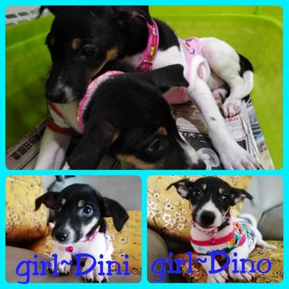 Dini &amp; Dino  - Mixed Breed Dog