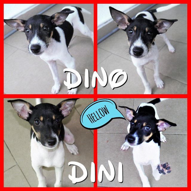 Dini &amp; Dino  - Mixed Breed Dog