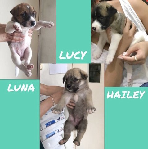 Luna, Hailey, &amp; Lucy - Mixed Breed Dog