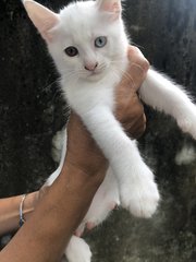 Aj's Kitten - Domestic Medium Hair Cat