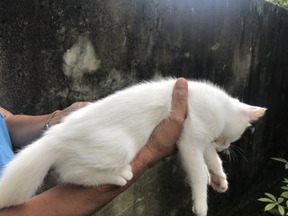 Aj's Kitten - Domestic Medium Hair Cat