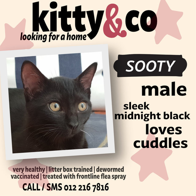Sooty - Domestic Short Hair Cat