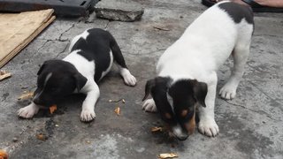 Mom+puppies - Mixed Breed Dog