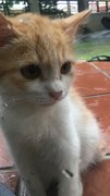 Grease - Domestic Medium Hair Cat