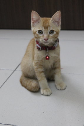 Aslan - Domestic Medium Hair Cat