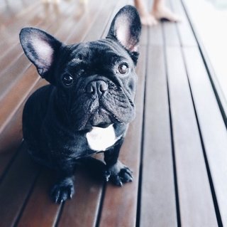 Léla - French Bulldog Dog