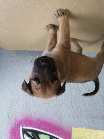 Pakuru (Adopted)  - Rottweiler + German Shepherd Dog Dog