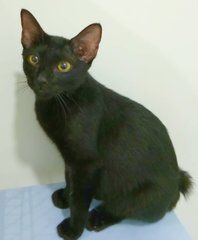 Xena The Warrior Princess - Bombay + British Shorthair Cat