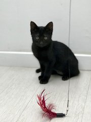 Suri - Domestic Short Hair Cat